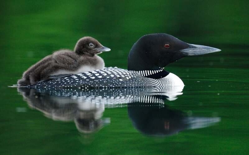 Loon with Chick — Green, Serene, Morning, Photograph