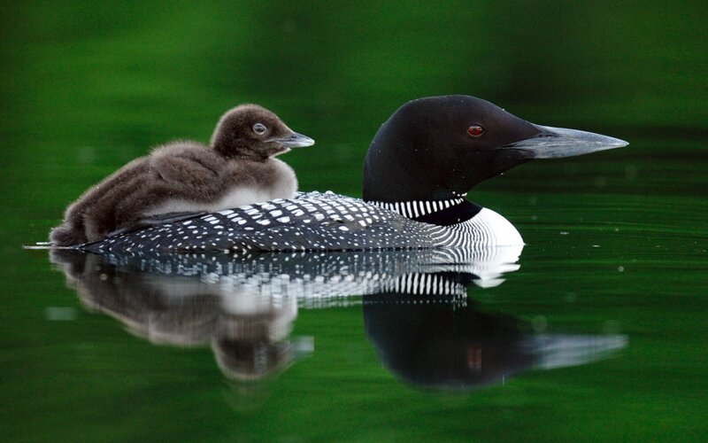 Loon with Chick — Green, Serene, Photograph