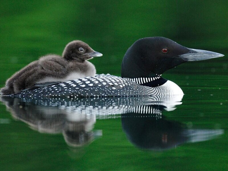 Loon with Chick — Green, Serene