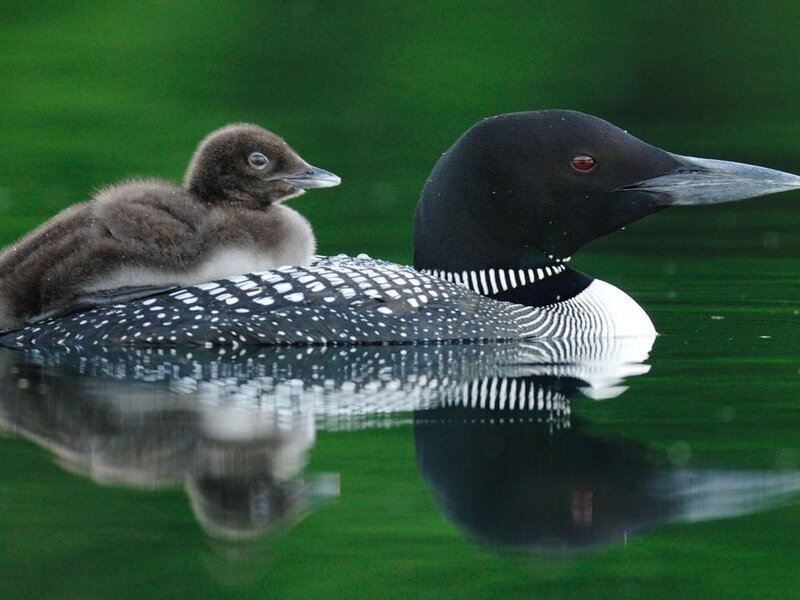 Loon with Chick — Green