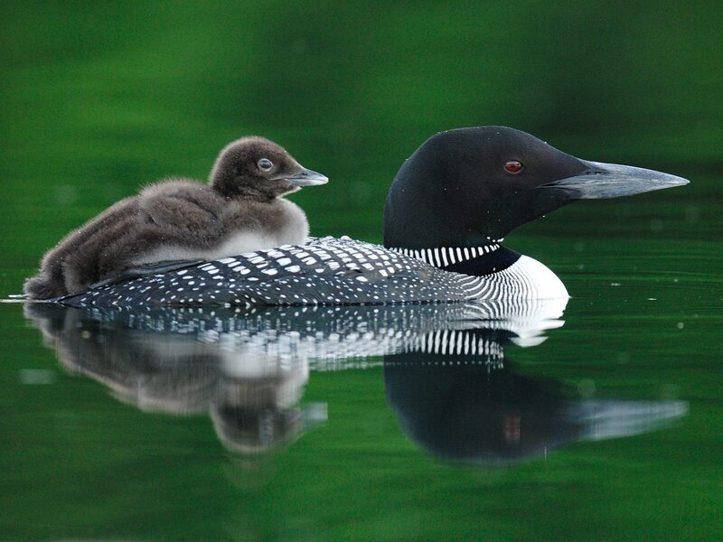 Loon with chick on back