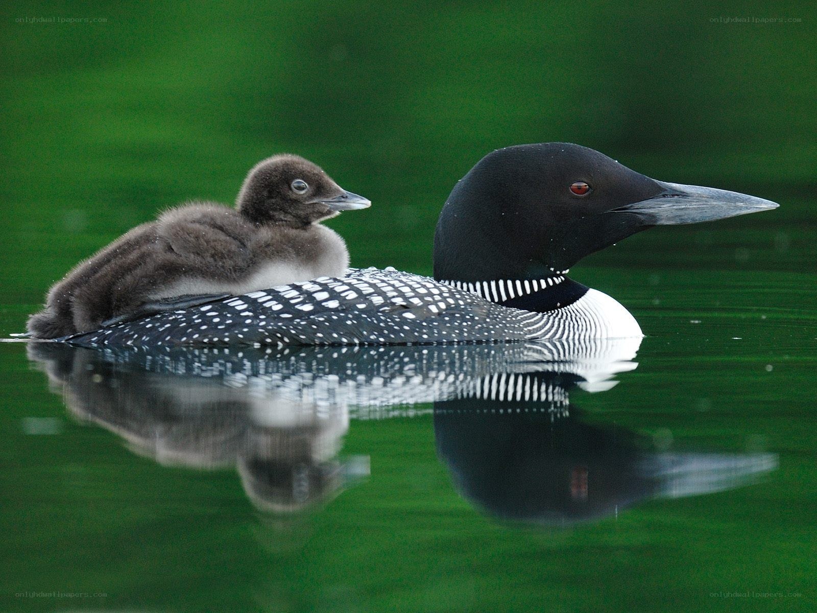 Loon with chick on back