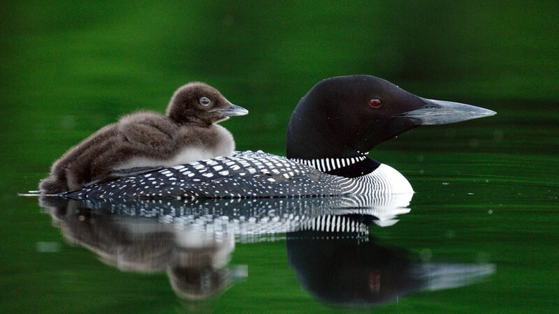 Loon with chick on back