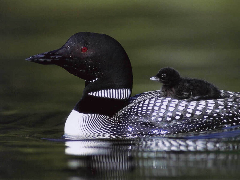 Loon with chick on back