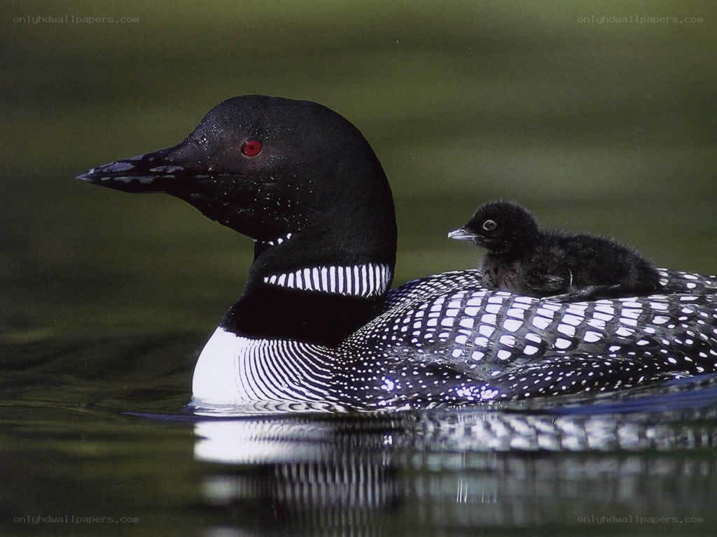 Loon with chick on back