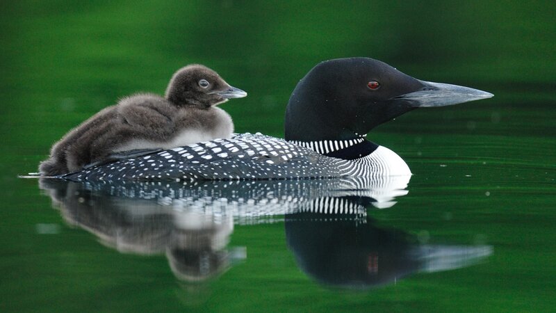 Loon with chick on back