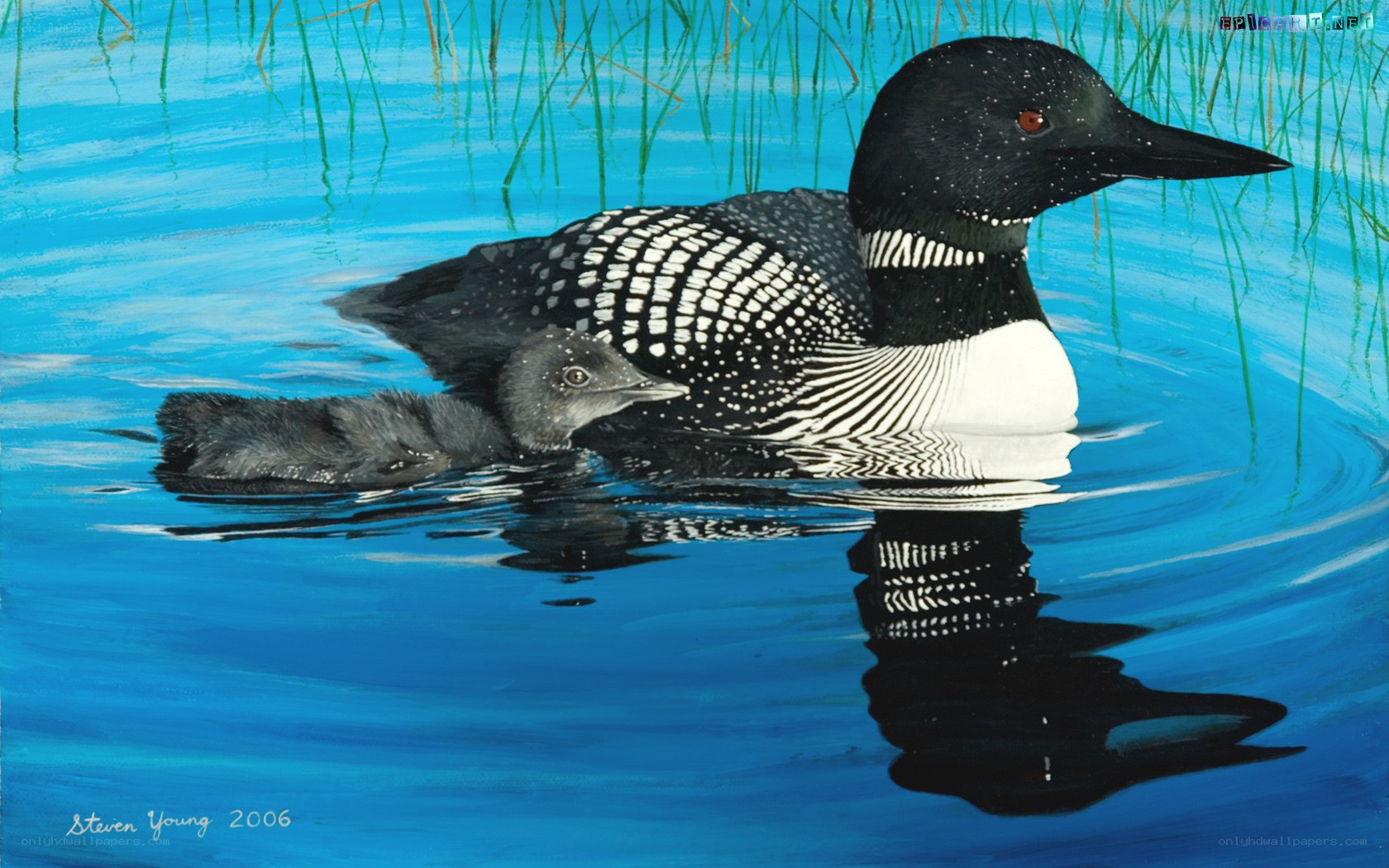 Loon with chick on water