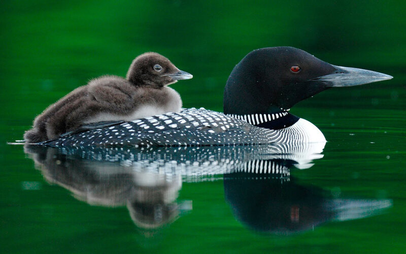 Loon with Chick