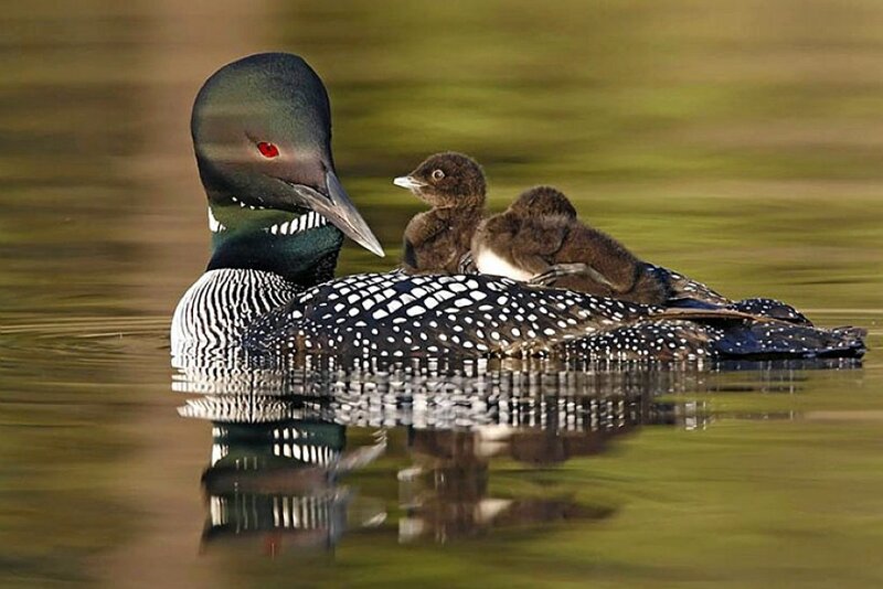 Loon with Chicks