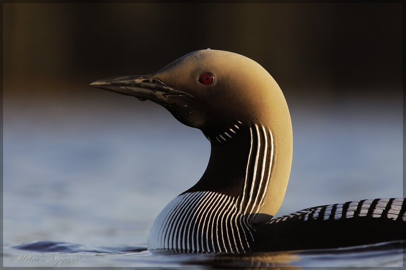 Loon with red eye