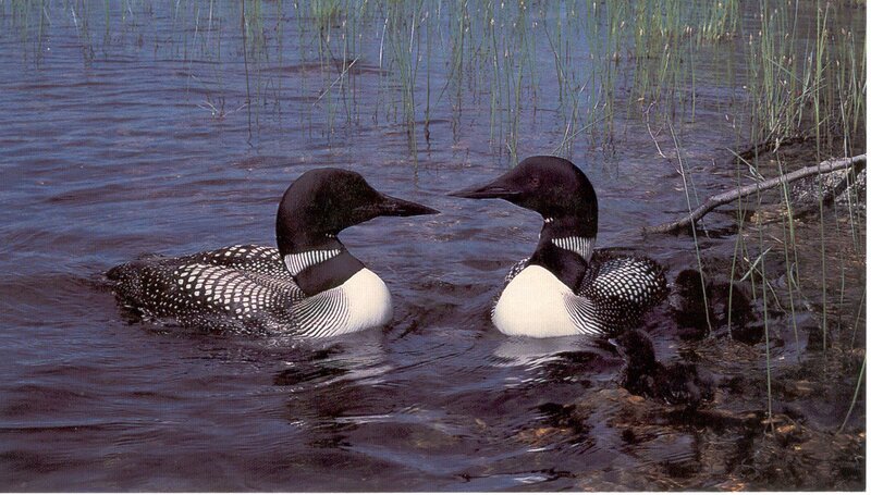 Loons with chicks in water
