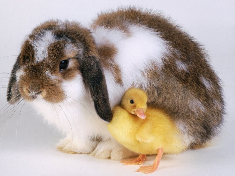 Lop-eared Rabbit and Duckling