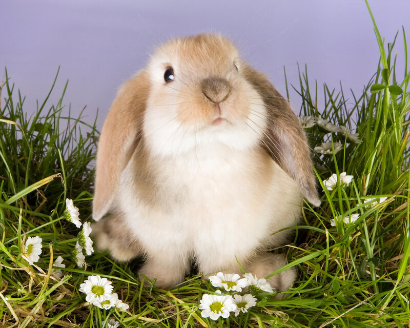 Lop-eared Rabbit in Grass — Green