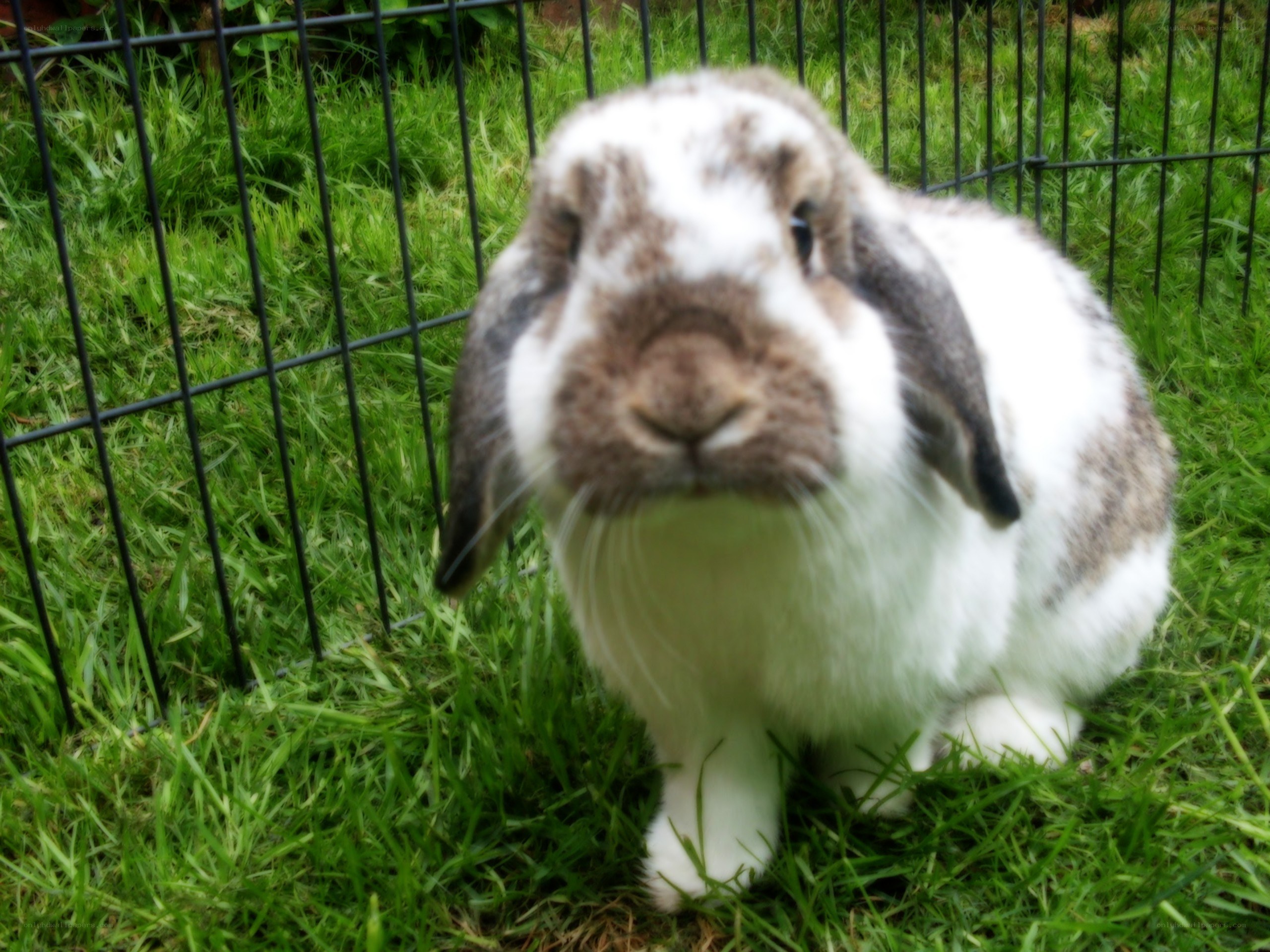 Lop-eared rabbit in grass