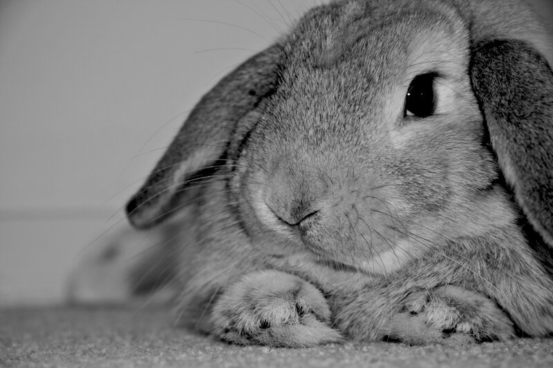 Lop-eared Rabbit Resting