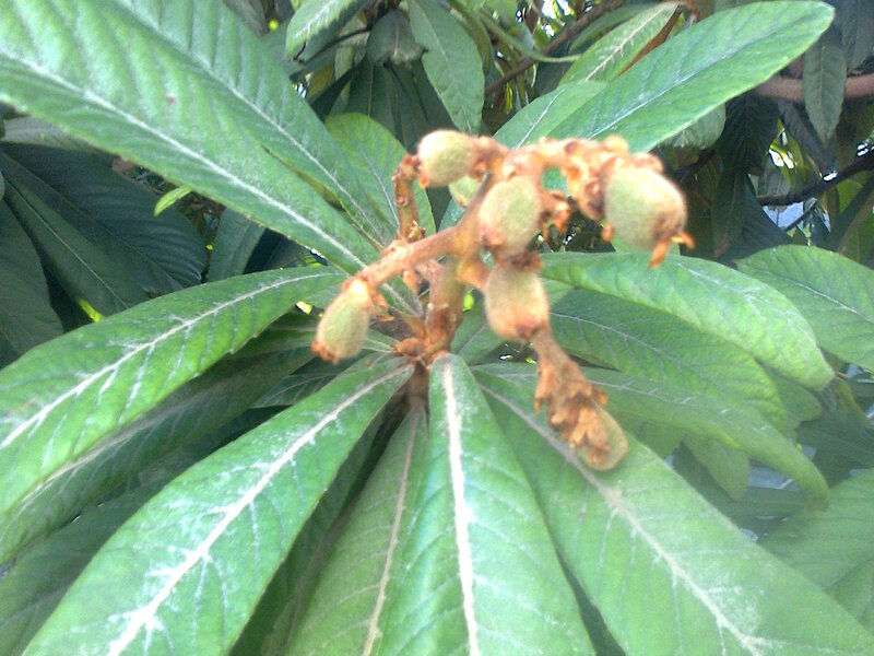 Loquat Fruit Cluster