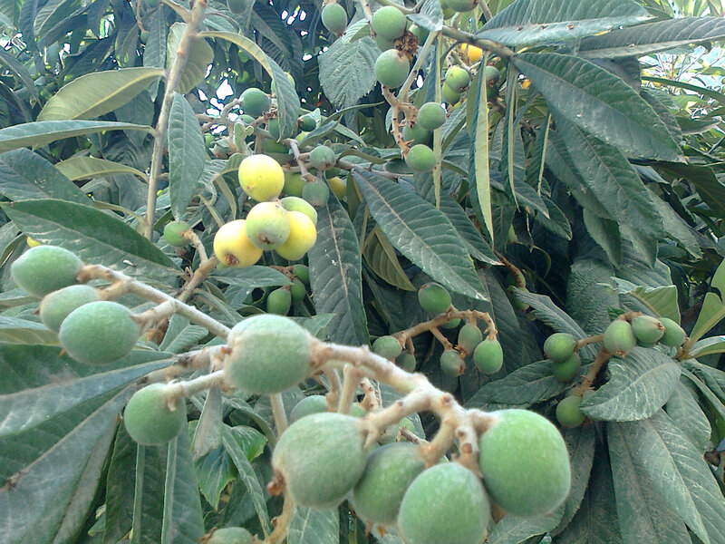 Loquat Fruit on Tree