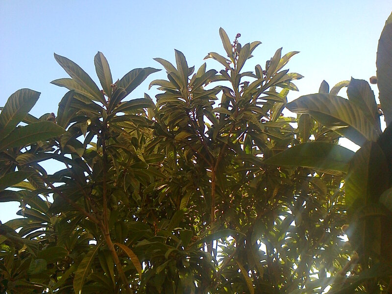 Loquat Tree Foliage