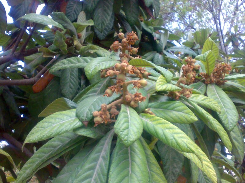 Loquat tree with blossoms