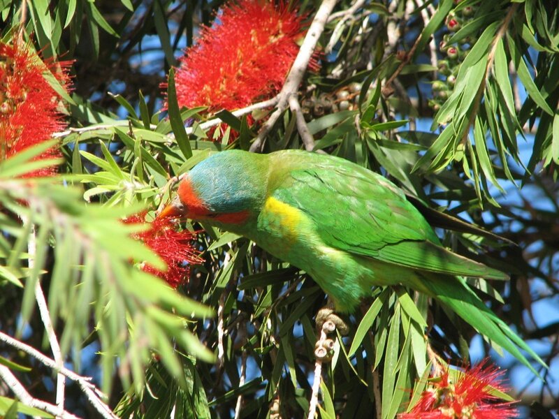 Lorikeet feeding on flowers