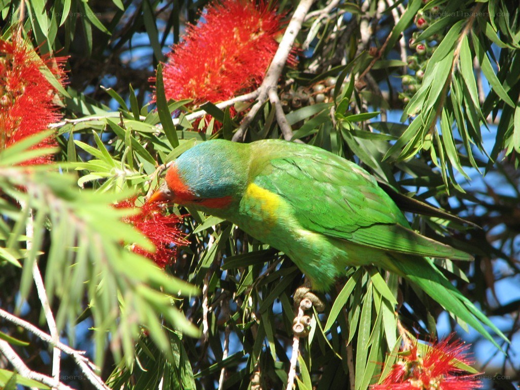 Lorikeet feeding on flowers
