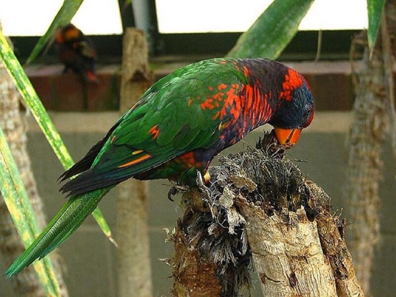Lorikeet on Branch