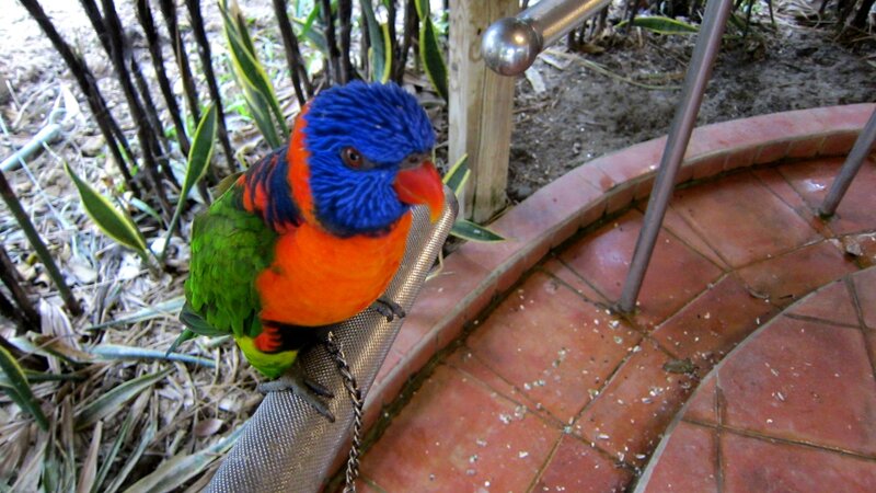 Lorikeet on Metal Railing