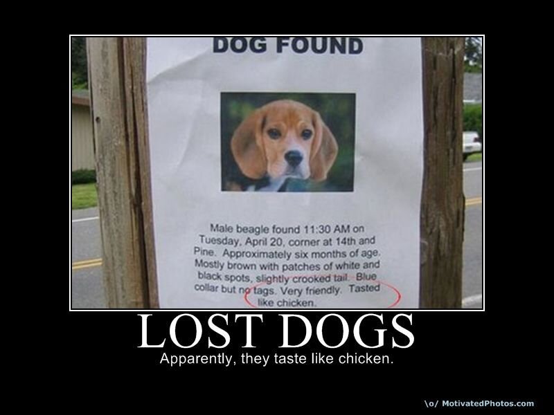 Lost dog poster joke
