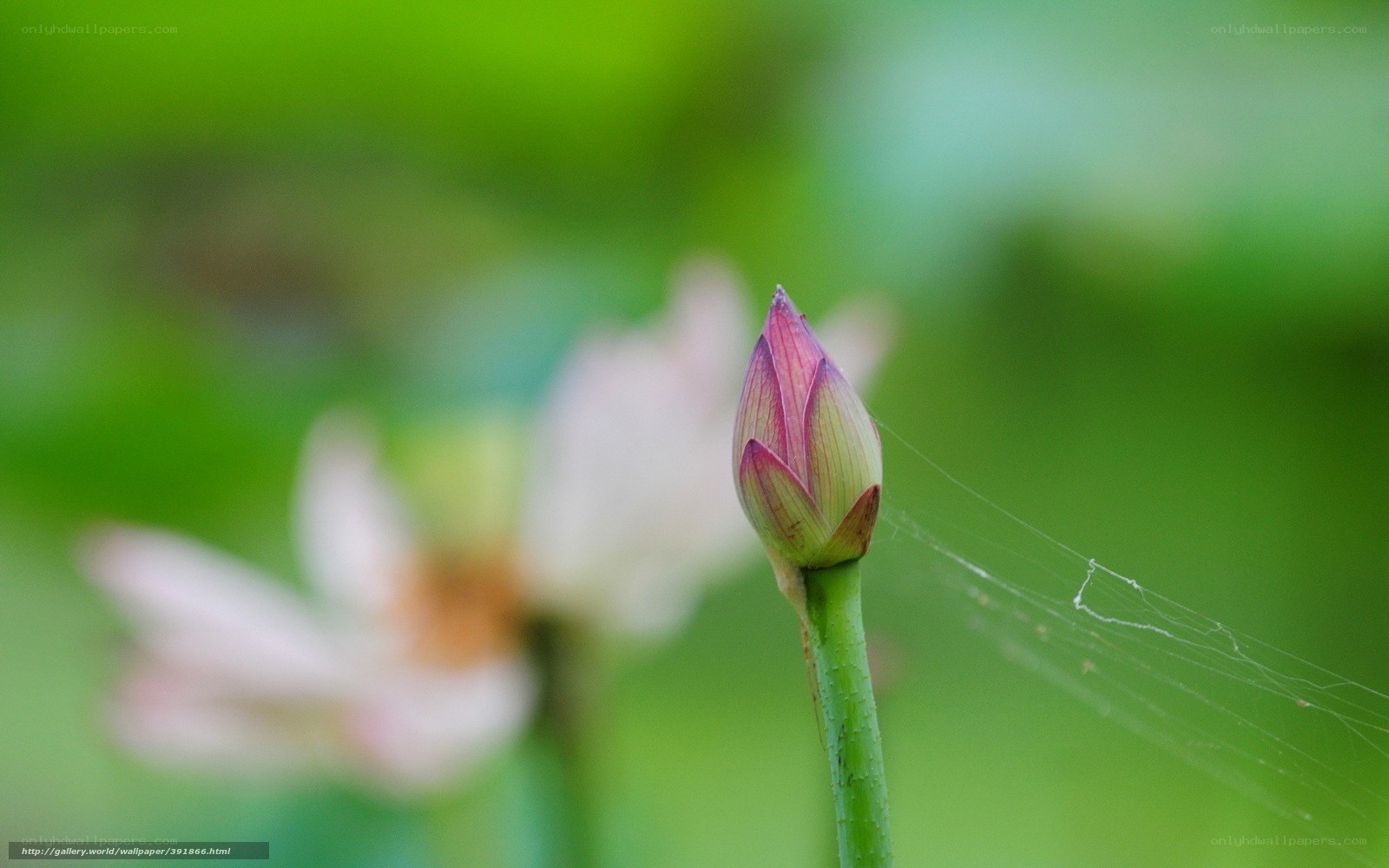 Lotus bud in morning light