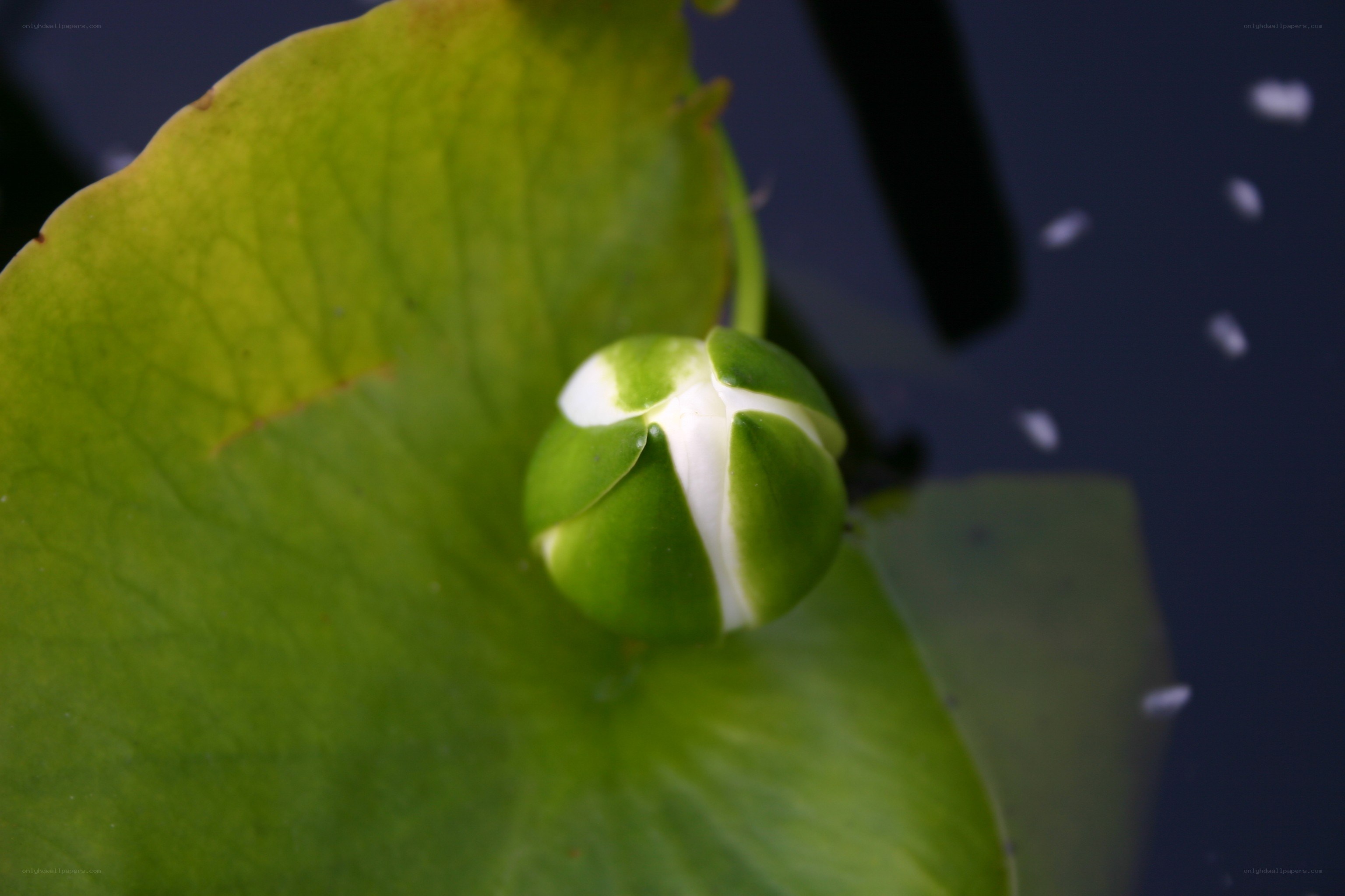 Lotus bud on a lily pad