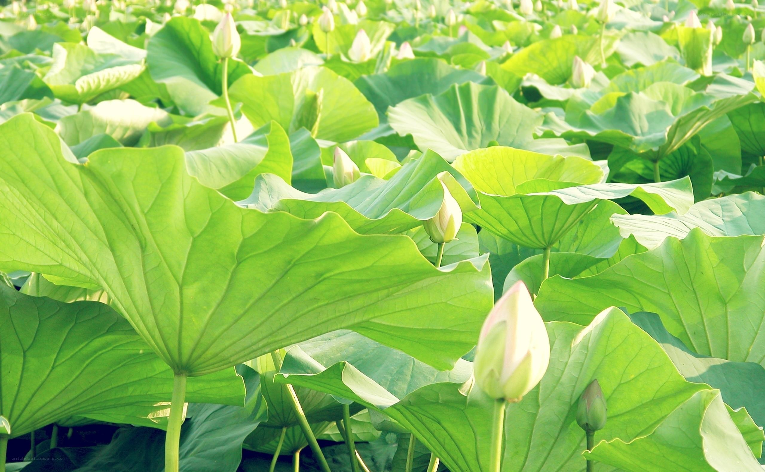 Lotus buds among green leaves