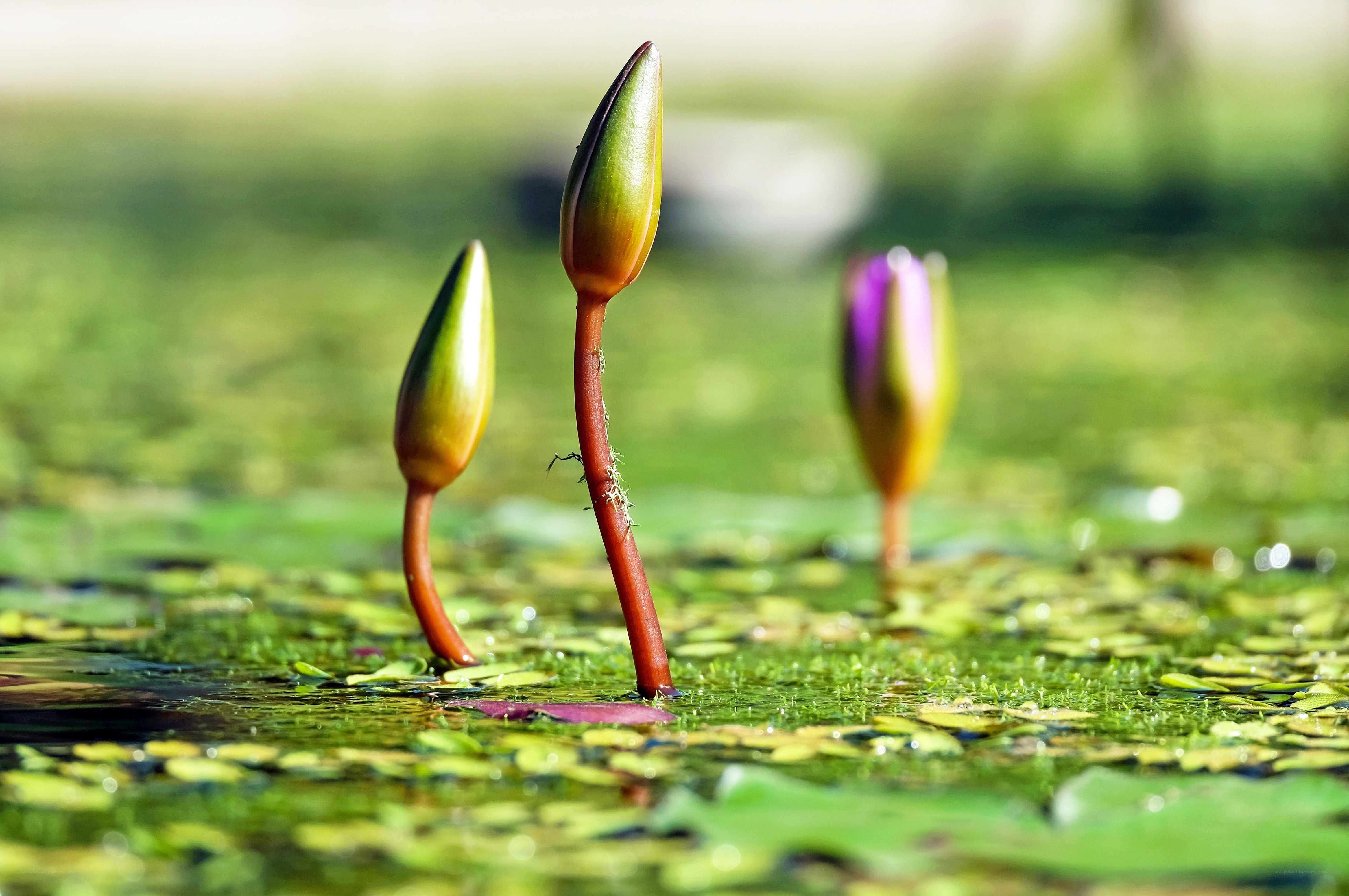 Lotus buds emerging from water