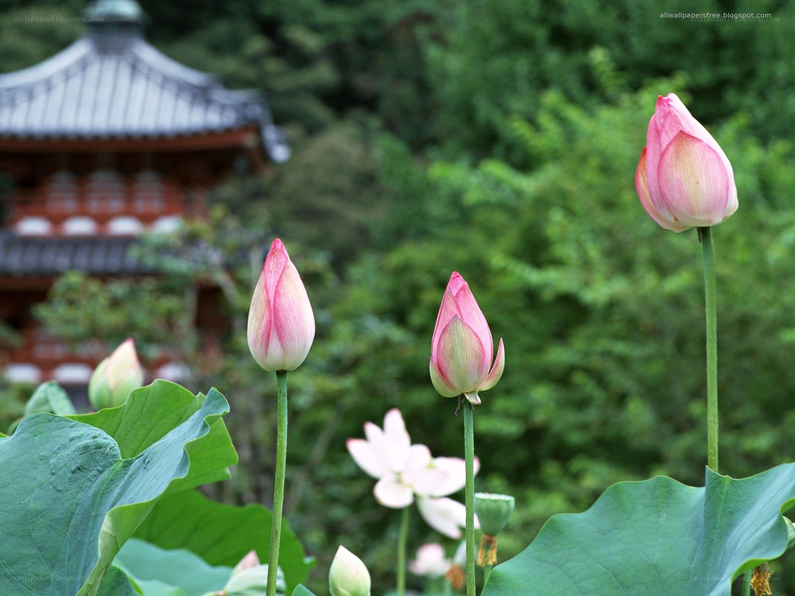 Lotus buds in a garden