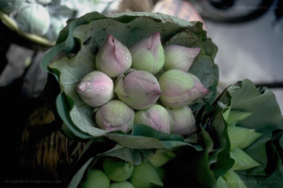 Lotus buds in a leaf basket