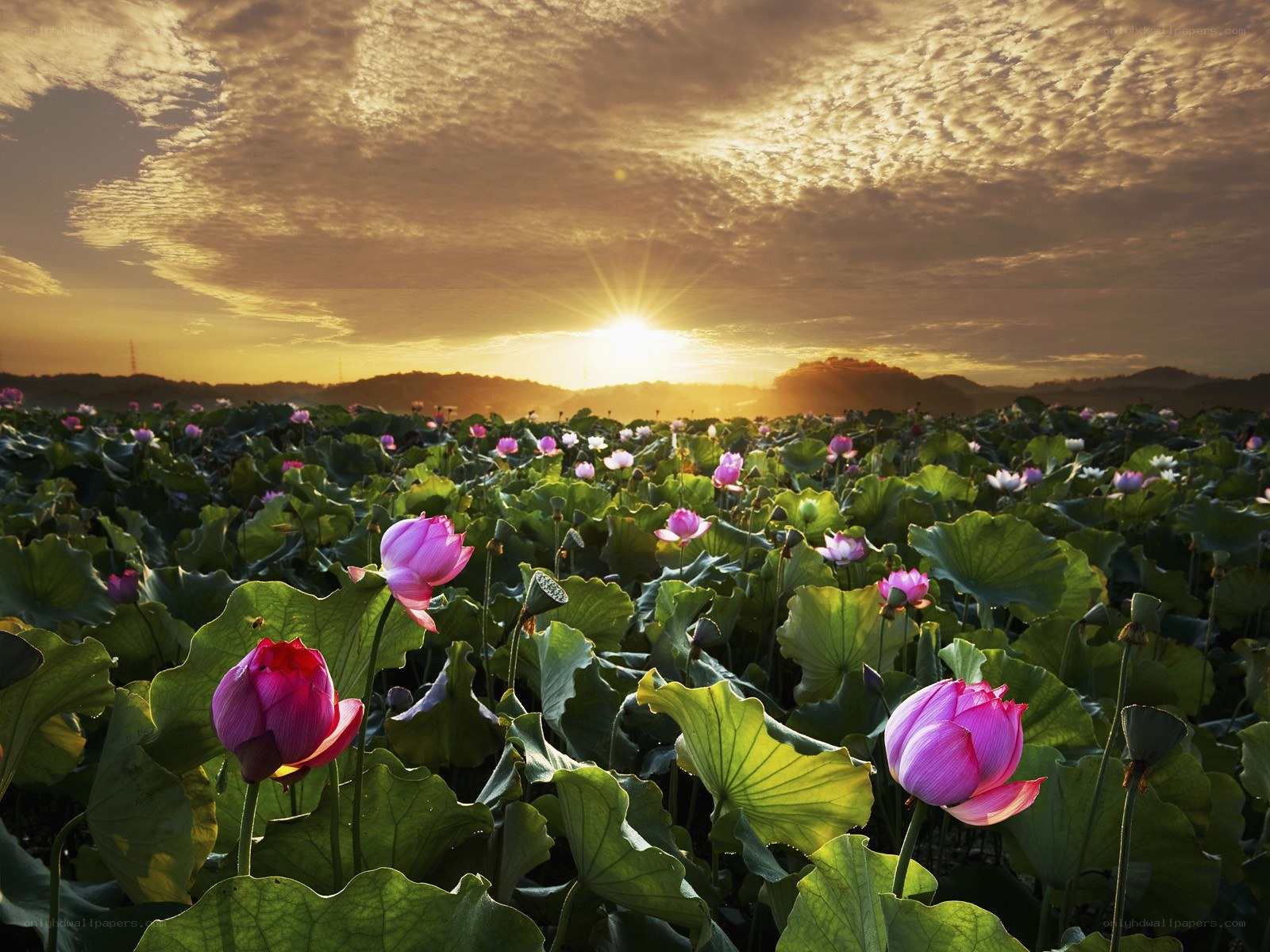 Lotus field at sunrise
