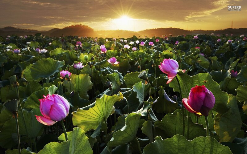 Lotus field at sunset
