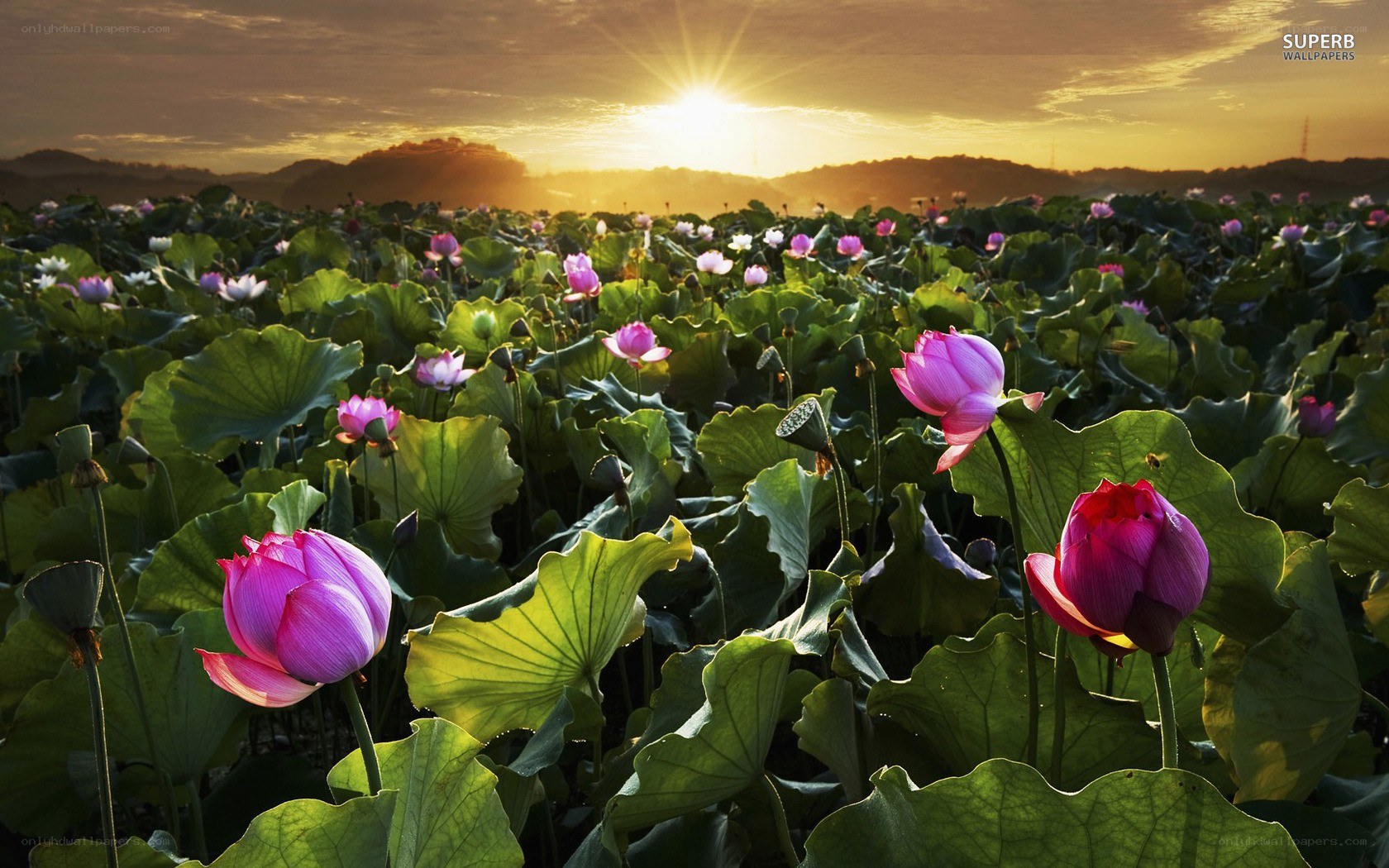 Lotus field at sunset
