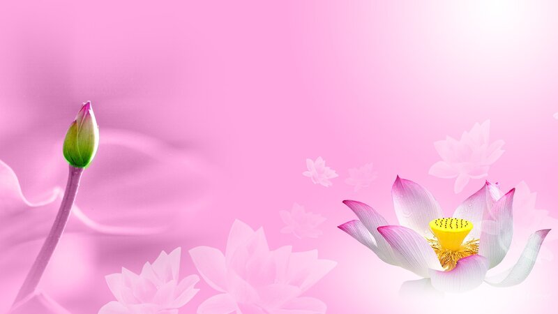 Lotus Flower and Bud