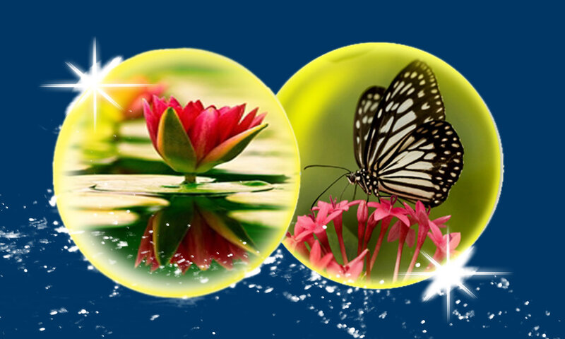 Lotus Flower and Butterfly