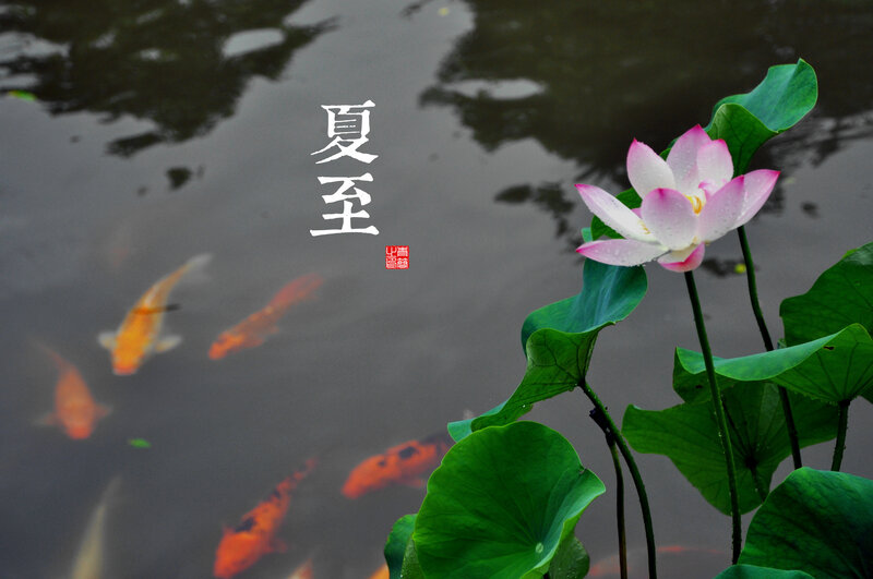 Lotus Flower and Koi Fish