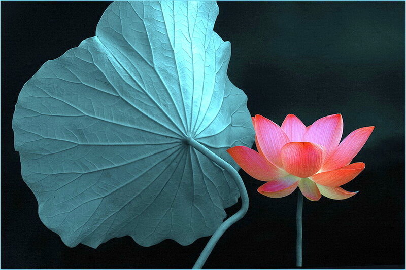 Lotus Flower and Leaf