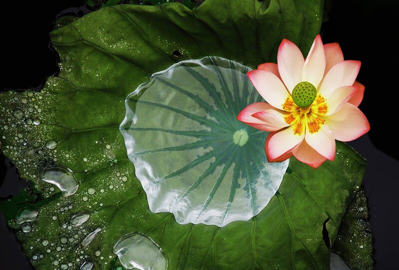 Lotus Flower and Leaves