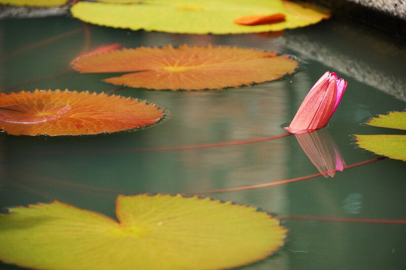 Lotus flower and lily pads