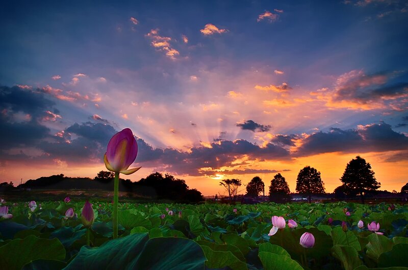 Lotus Flower at Sunset — Purple
