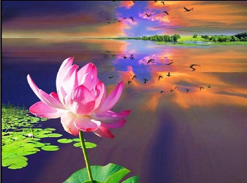Lotus flower at sunset