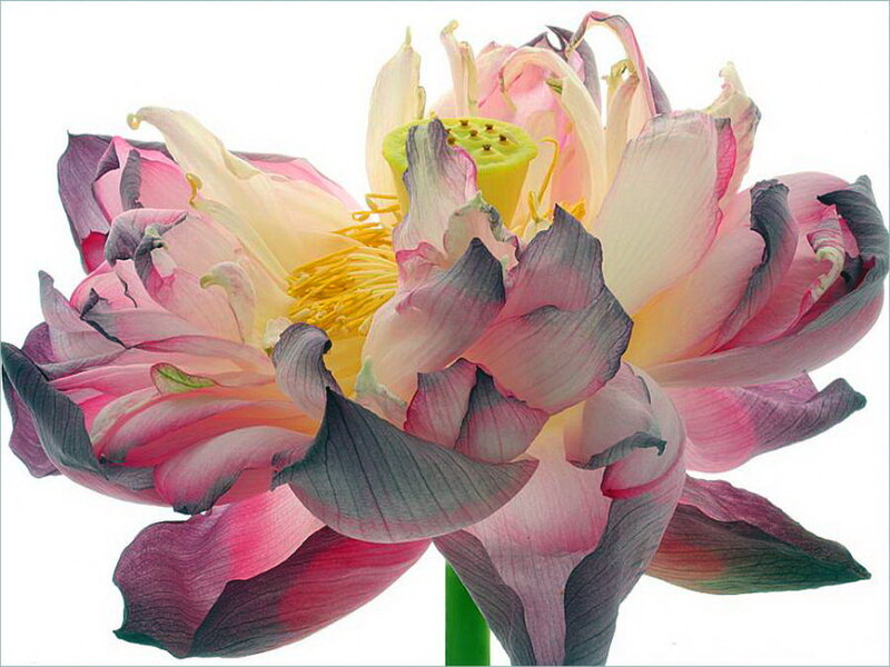 Lotus Flower Bloom
