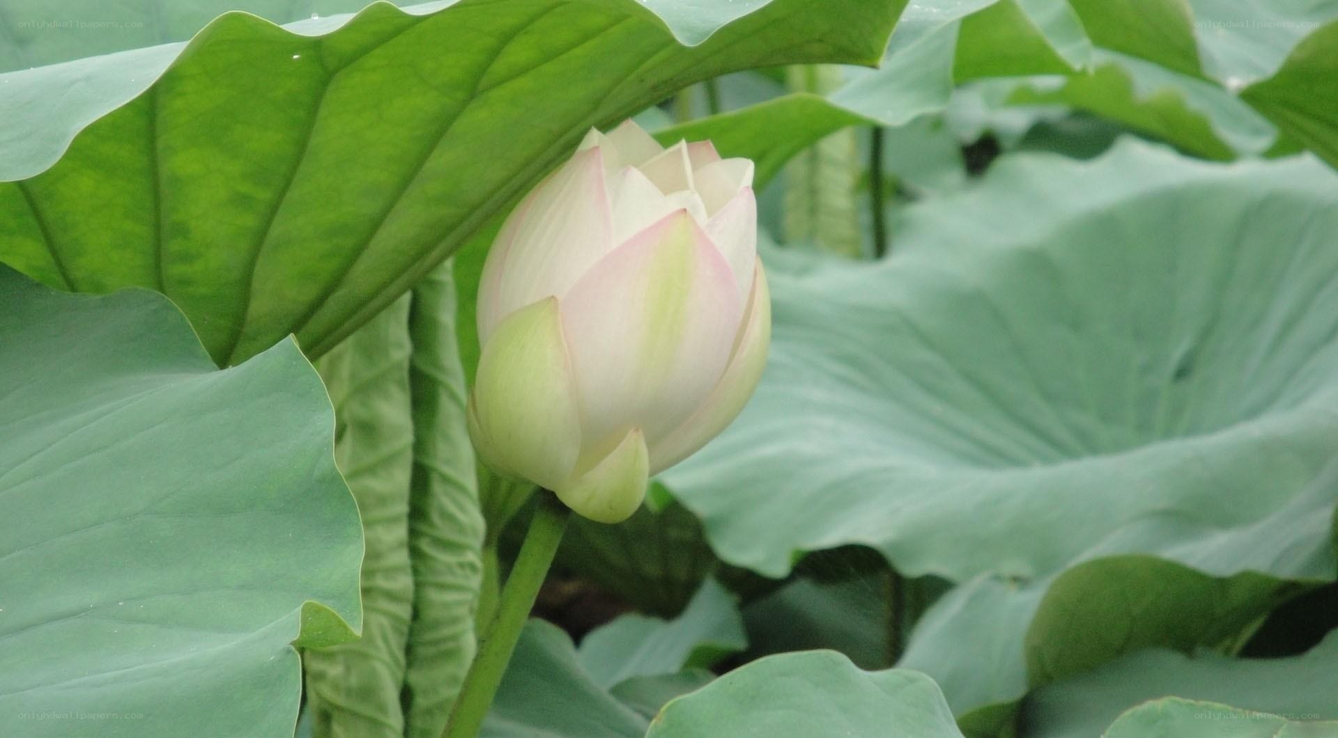 Lotus flower bud among leaves