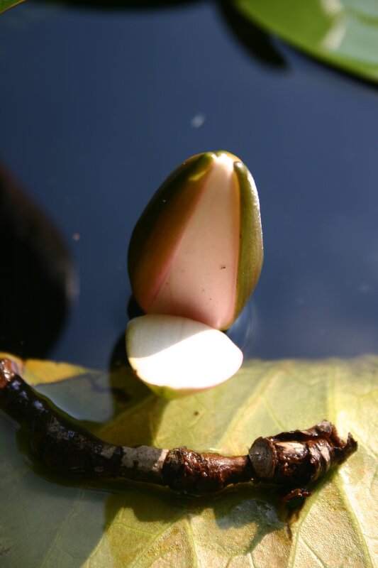 Lotus flower bud on a lily pad