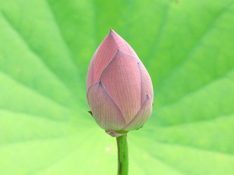 Lotus Flower Bud