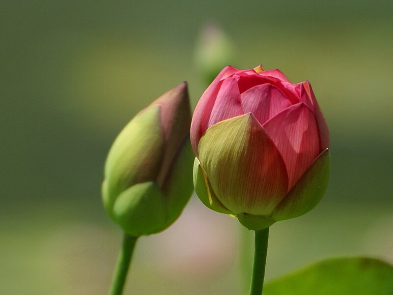 Lotus Flower Buds — Pink
